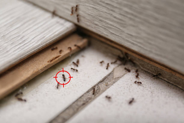 Best Best Pest Control Companies  in Blossom, TX