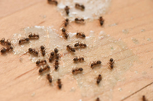 Best Affordable Pest Control Services  in Blossom, TX